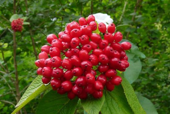 Viorne lantane (fruits) - Viburnum lantana