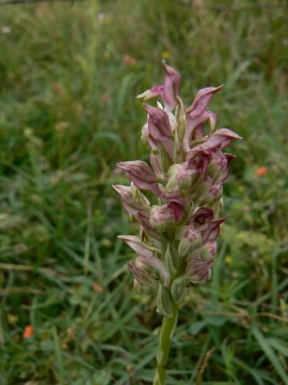 Orchis fragrans (Orchis parfumé) - Anacamptis coriophora