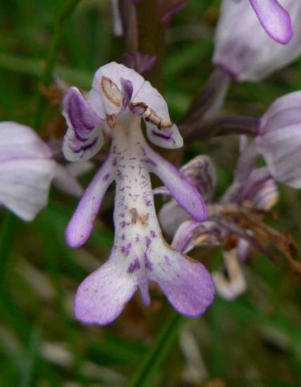 Orchis militaire - Orchis militaris