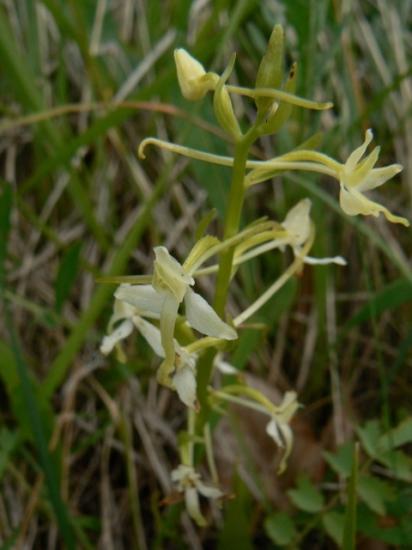 Platanthère à deux feuilles - Platanthera bifolia