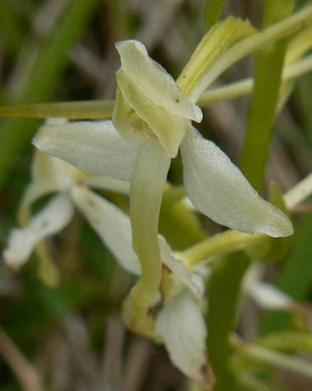 Platanthère à deux feuilles - Platanthera bifolia