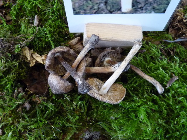 Inocybe maculé - Inocybe maculata