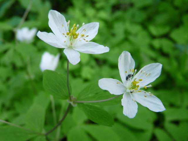 Isopyre faux-pigamon - Isopyrum thalictroides