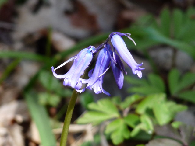 Jacinthe des bois - Hyacinthoides non-scripta