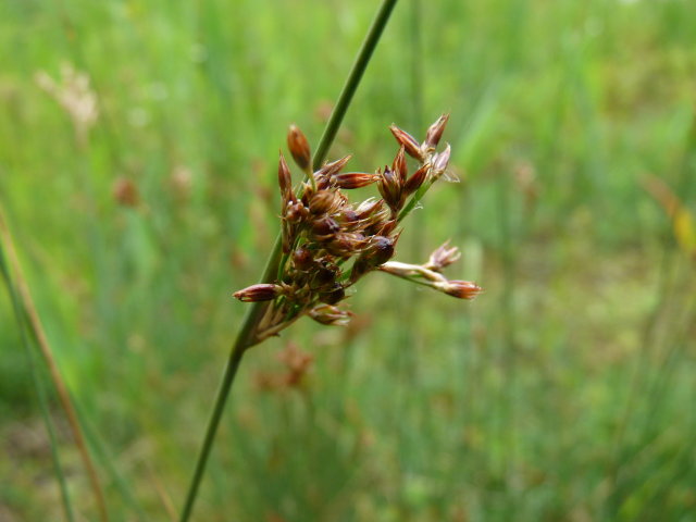 Jonc glauque - Juncus inflexus (3)