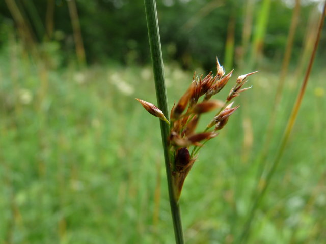 Jonc glauque - Juncus inflexus (4)