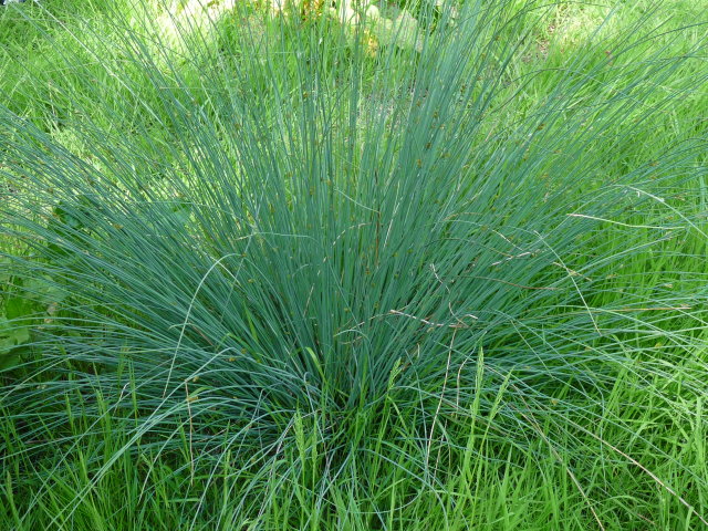 Jonc glauque - Juncus inflexus