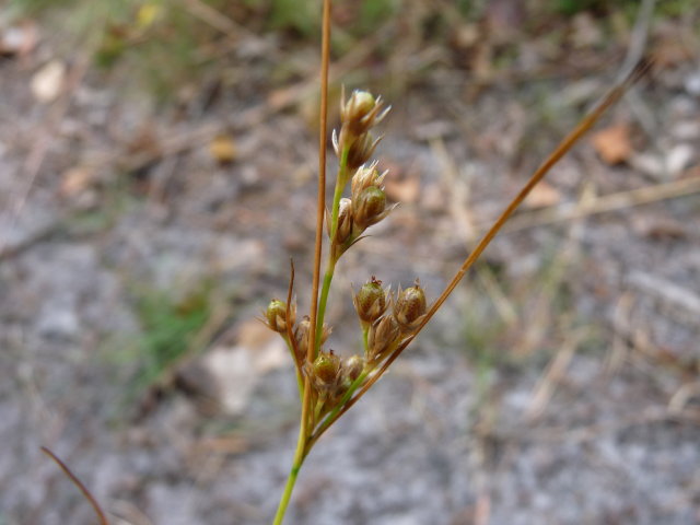 Jonc ténu - Juncus tenuis (2)