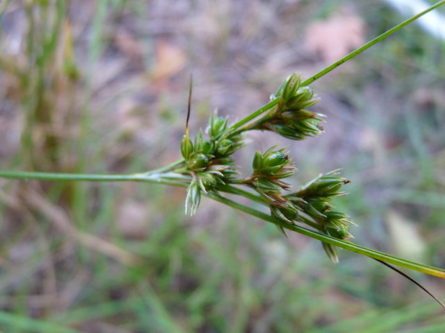 Jonc ténu - Juncus tenuis