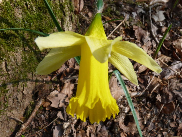 Jonquille - Narcissus jonquilla (2)