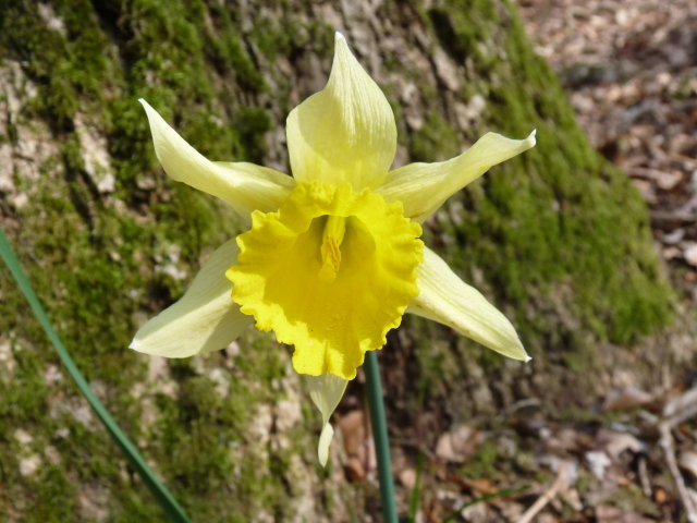 Jonquille - Narcissus jonquilla