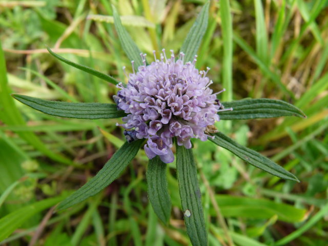 Knautie des champs - Knautia arvensis