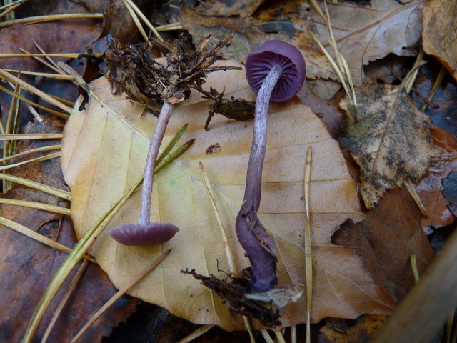 Laccaire améthyste - Laccaria amethystina