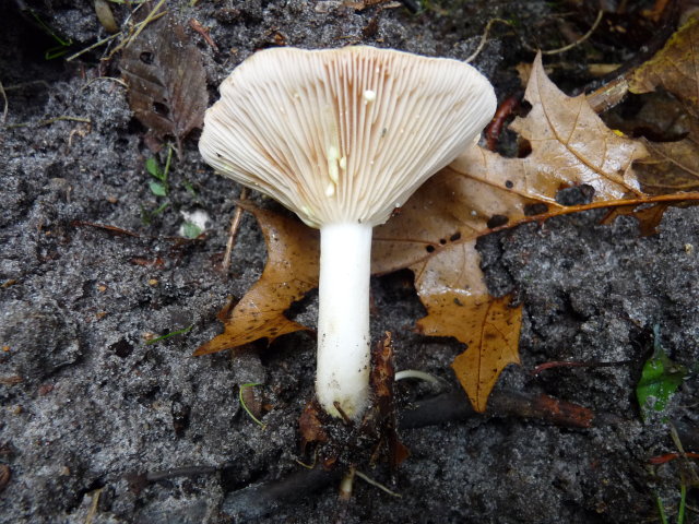 Lactaire à lait jaune - Lactarius chrysorrheus