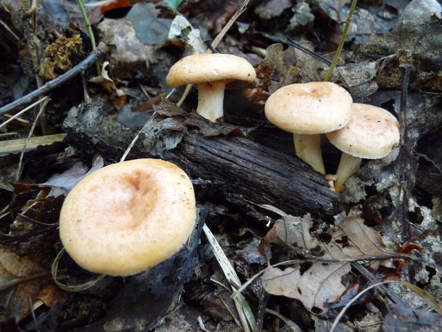 Lactaire à lait jaune - Lactarius chrysorrheus (2)