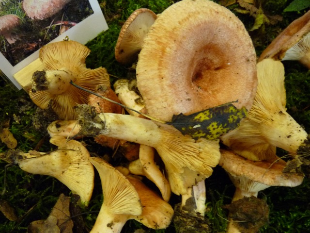 Lactaire-à-toison--Lactarius-torminosus