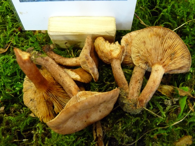 Lactaire-des-mares--Lactarius-lacunarum