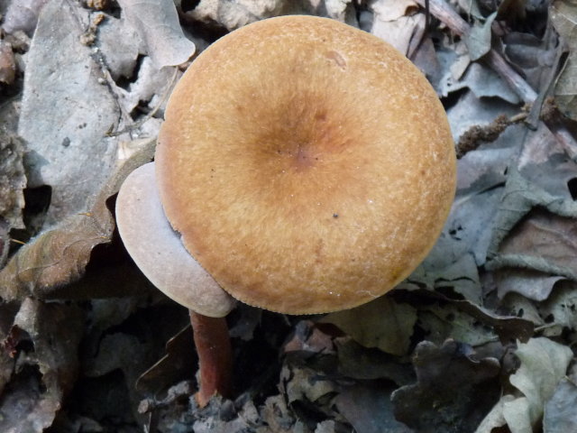 Lactaire des ornières -  Lactarius lacunarum