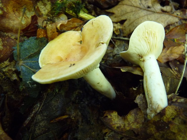 Lactaire jaunissant - Lactarius chrysorrheus