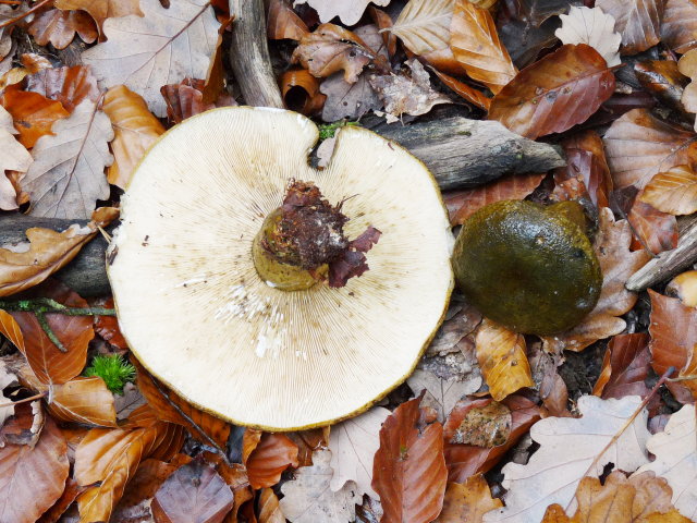 Lactaire plombé - Lactarius necator