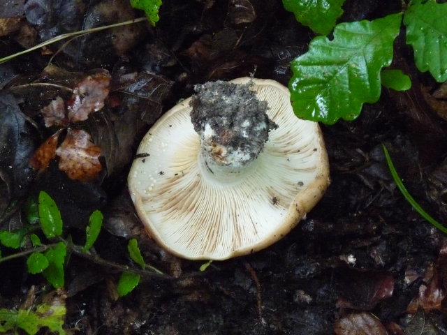 Lactaire scrobiculé -  Lactarius scrobiculatus (2)