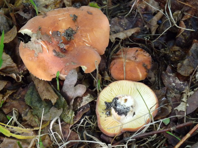 Lactaire vachotte - Lactarius volemus