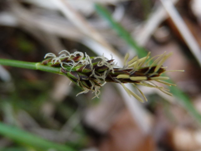 Laiche à pilule - Carex pilulifera