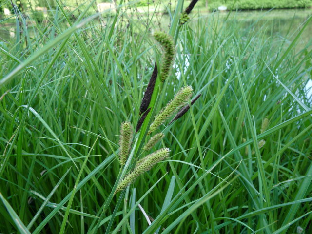 Laîche des marais - Carex acutiformis