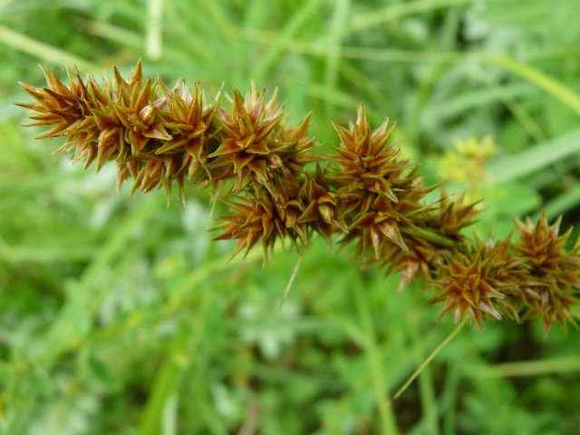 Laîche des renards - Carex vulpina