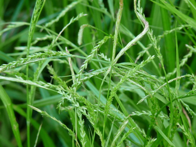 Laîche élancée Carex strigosa