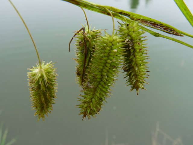 Laîche faux-souchet - Carex pseudocyperus