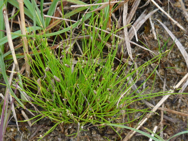 Laîche orange - Carex testacea