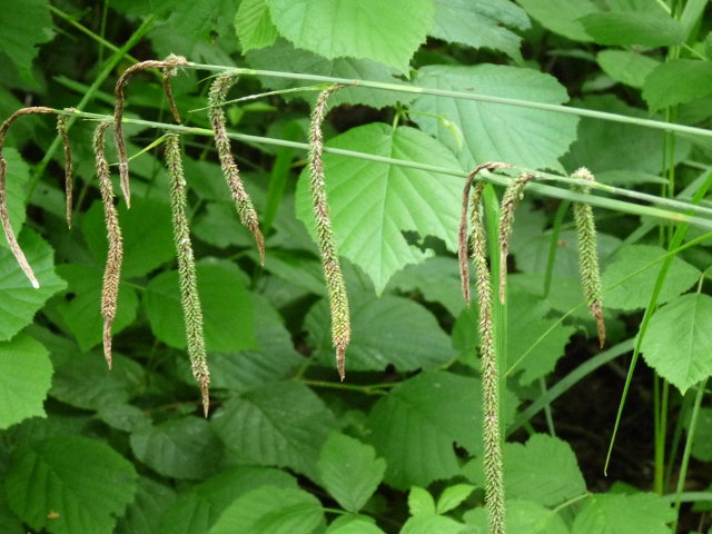 Laîche pendante - Carex pendula