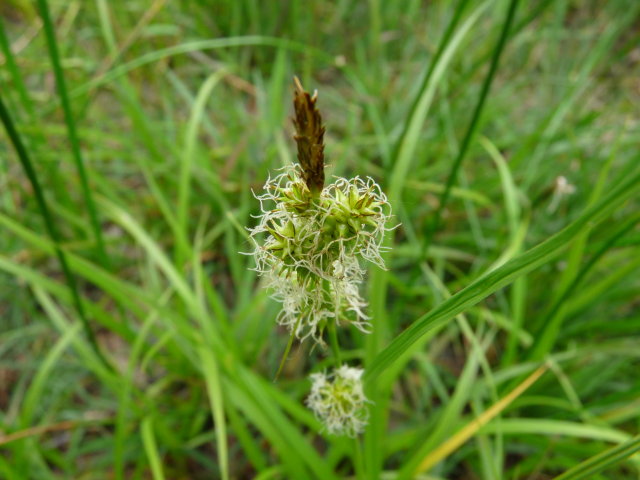 Laîche tardive - Carex viridula