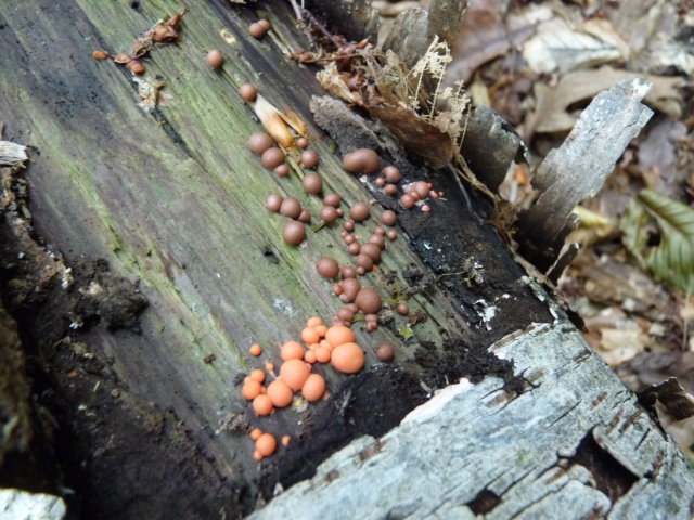 Lait de loup - Lycogala epidendrum