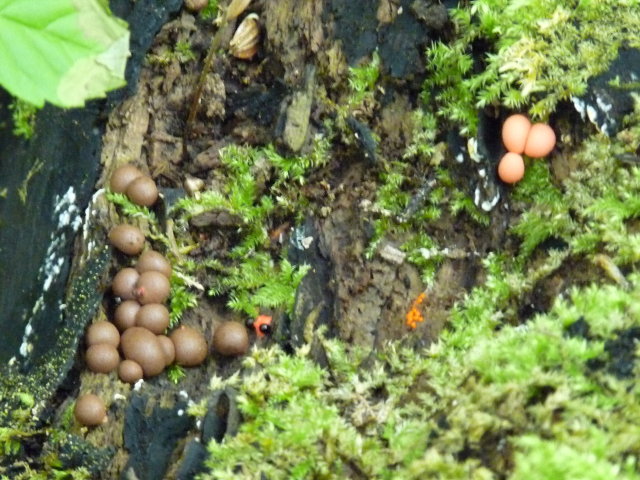 Lait de loup - Lycogala epidendrum