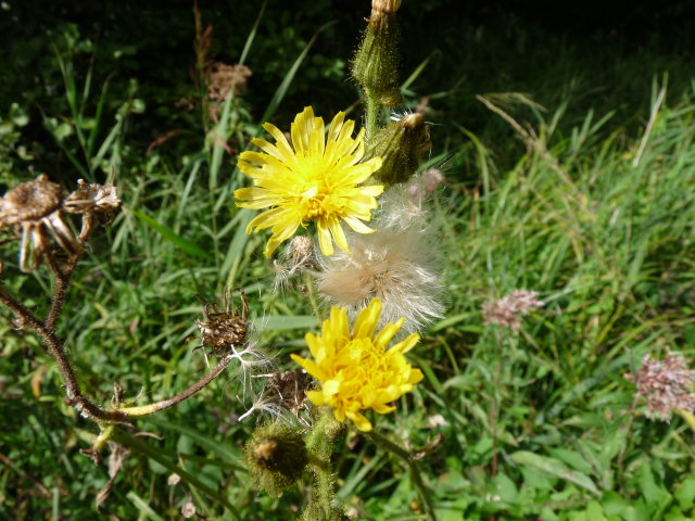 Laiteron des marais - Sonchus palustris