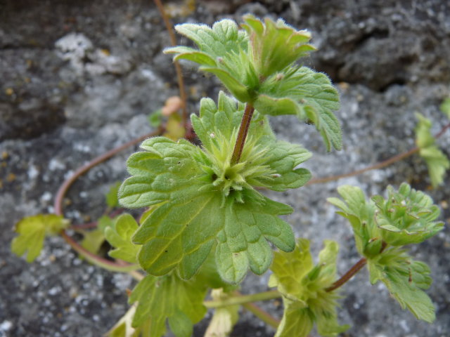 Lamier amplexicaule - Lamium amplexicaule