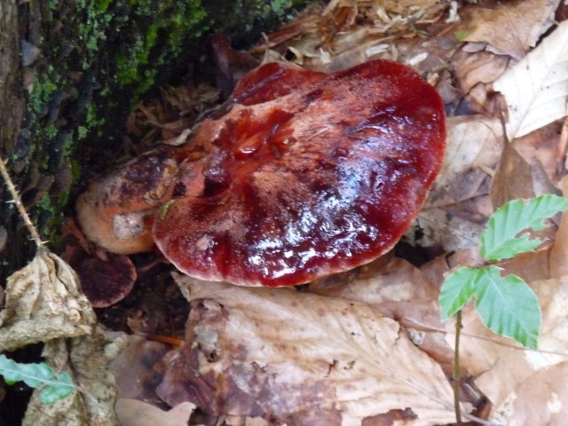 Langue de boeuf - Fistulina hepatica (2)