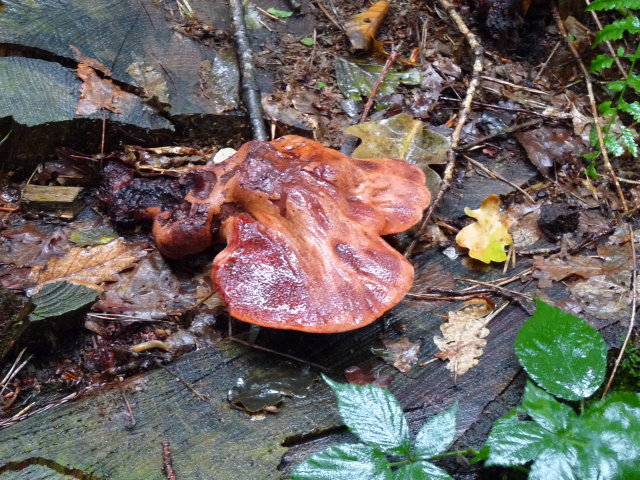 Langue de boeuf - Fistulina hepatica