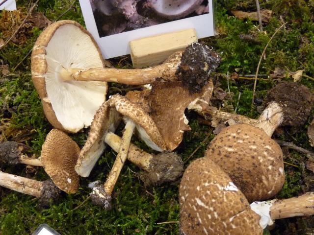 Lépiote à lames fourchues - Echinoderma asperum