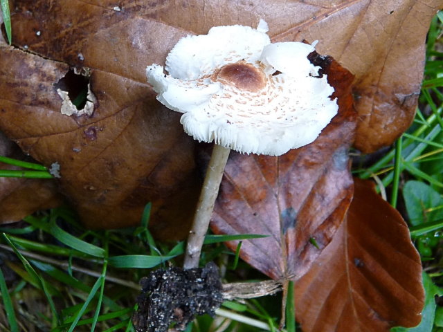 Lépiote crêtée - Lepiota cristata