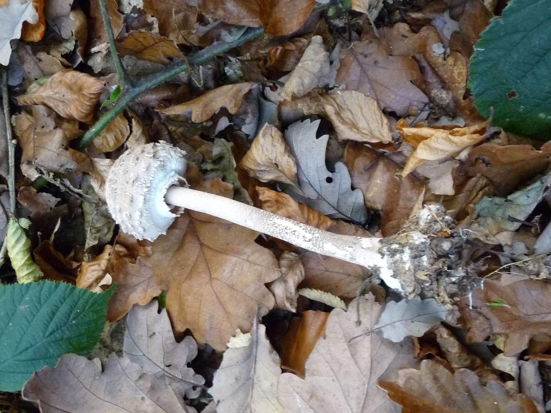 Lépiote élevée - Macrolepiota procera