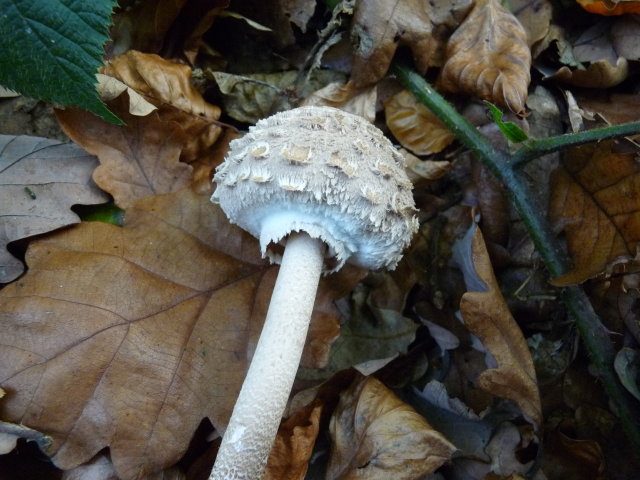 Lépiote élevée - Macrolepiota procera (2)