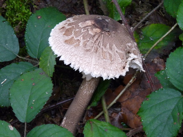 Lépiote élevée -  Macrolepiota procera