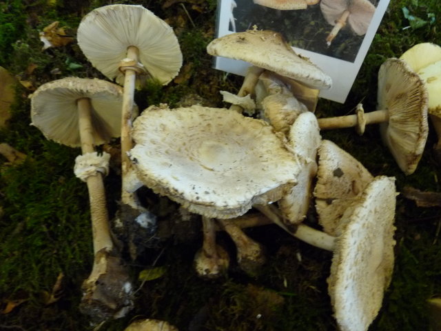 Lépiote mammelonnée - Macrolepiota mastoidea