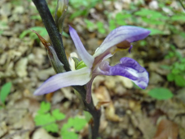 Limodore à feuilles avortées - Limodorum abortivum (2)