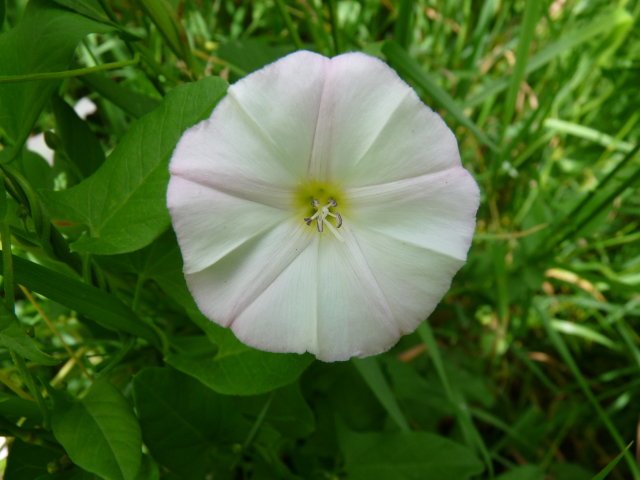 Liseron des champs -  Convolvulus arvensis