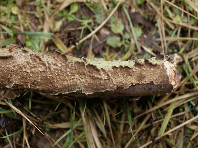 Lophaire châtaine - Lopharia spadicea