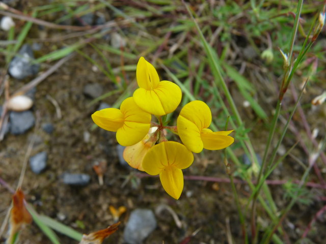 Lotier corniculé - Lotus corniculatus